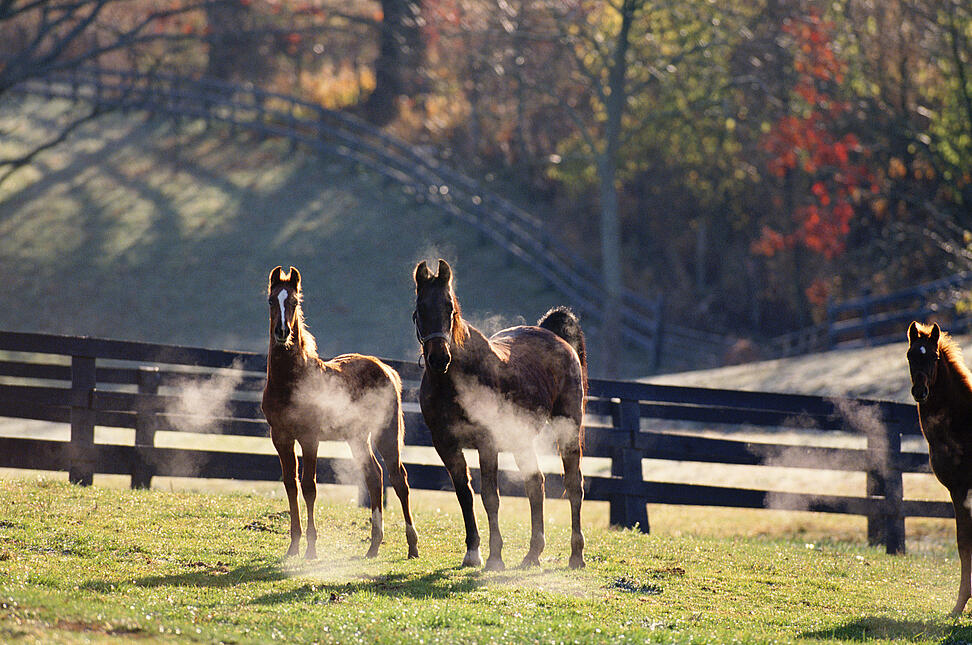 Zaunbrett unbesäumt  europäische Lärche