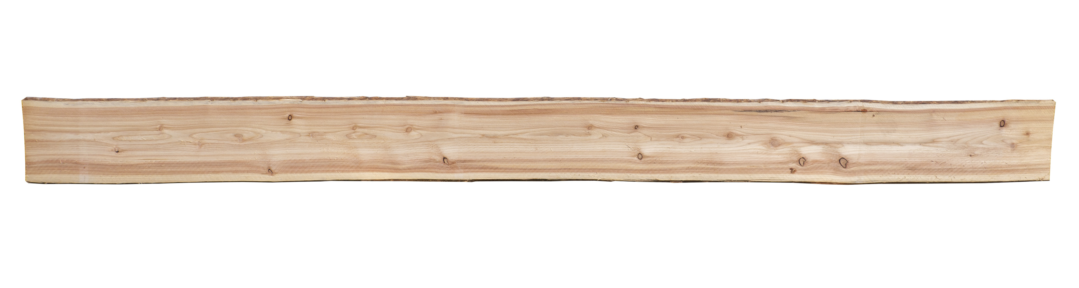 Bonanzabohle Lärche