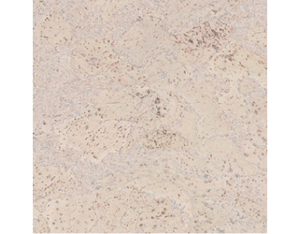 Korkplus Kork-Fertigparkett HDF Salsa perlweiß Hartwachs-Öl Klick-Verlegung - wohnfertig, Kl 23/31