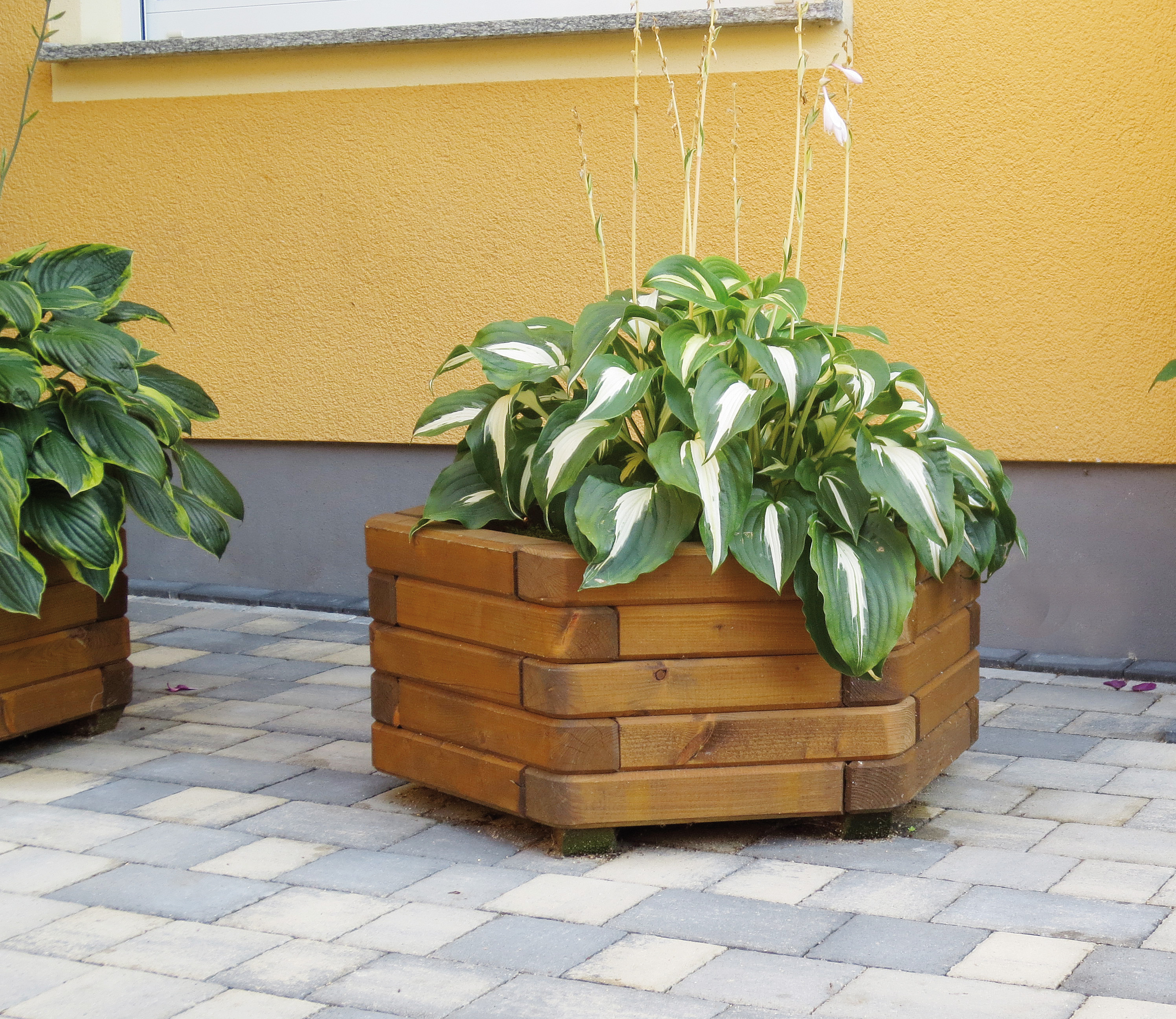 Pflanzkästen ohne Rankgitter