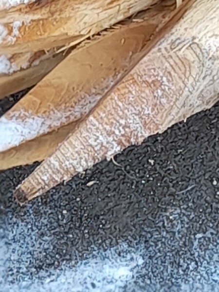 Pfähle Robinie Durchmesser 10-12cm