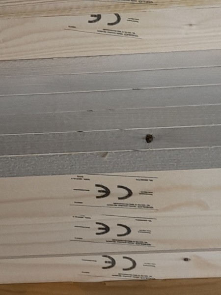 41x62mm Latten CE, trocken, sägerau, roh